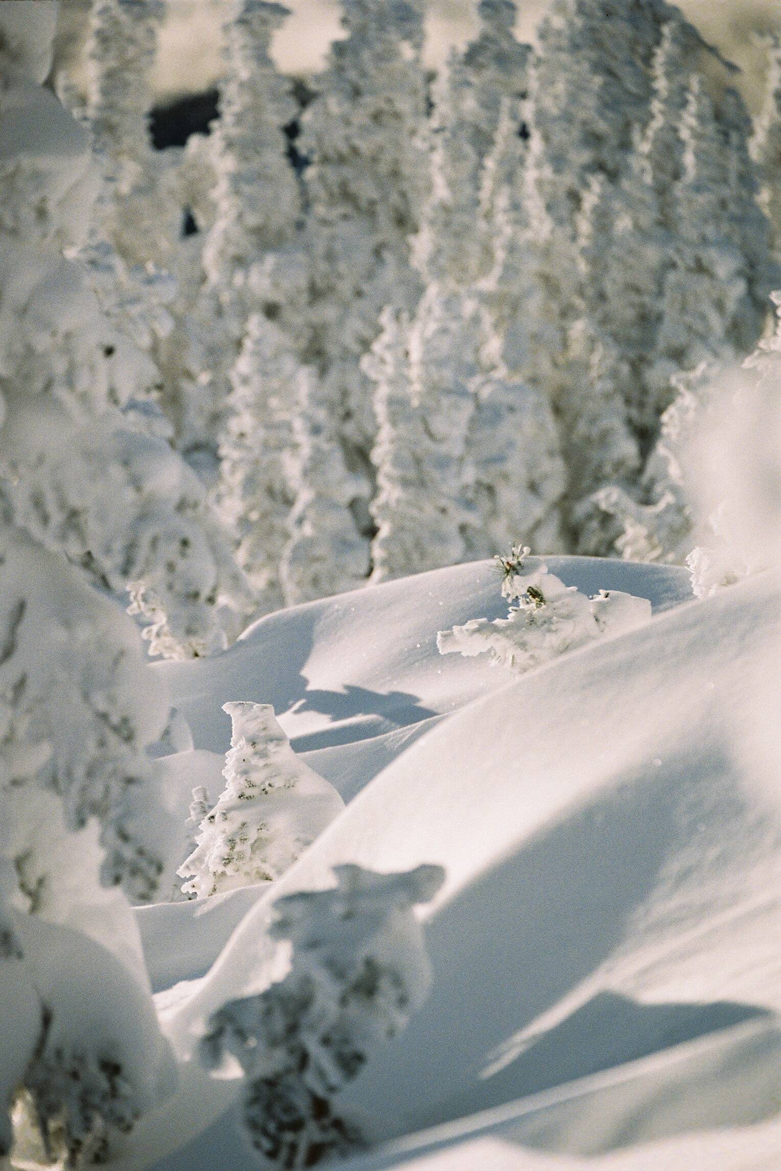 snow covered trees