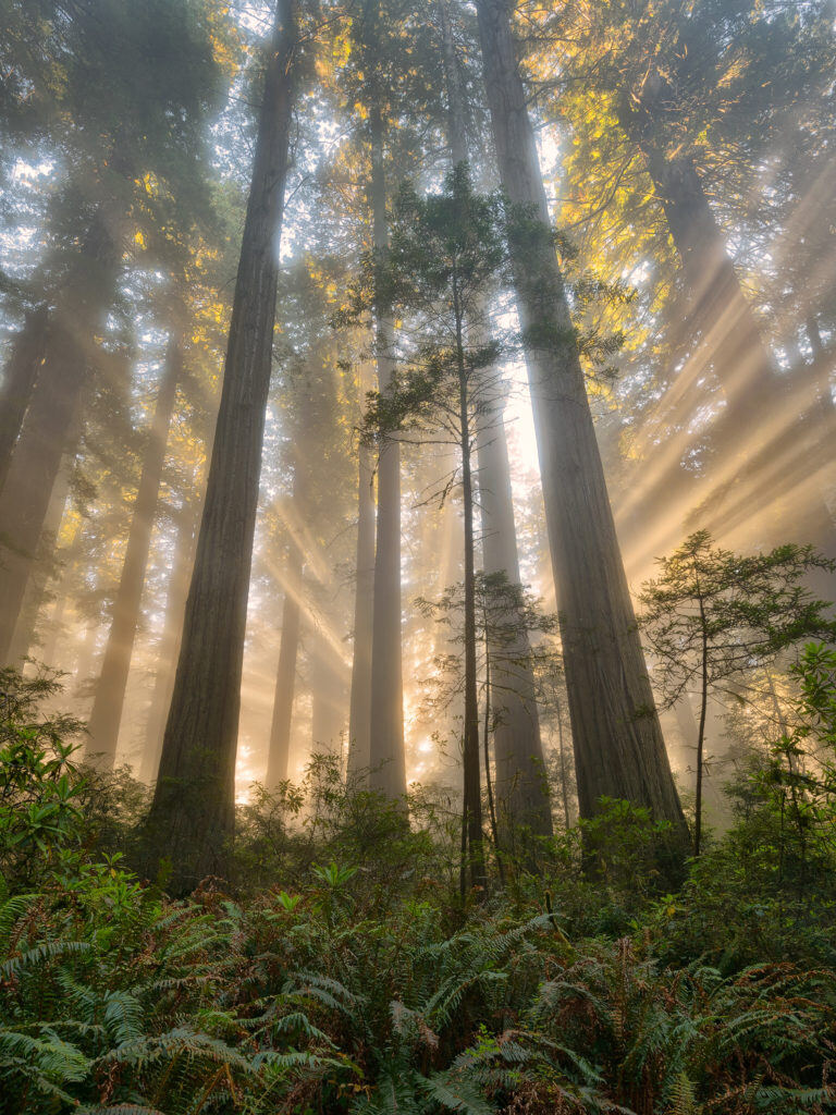 Michael Ryan photograph of a forest