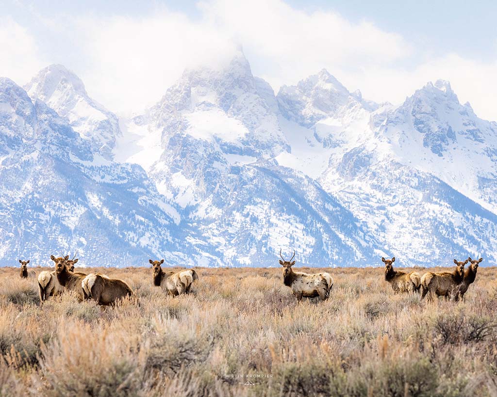 Animals grazing infront of mountainscape