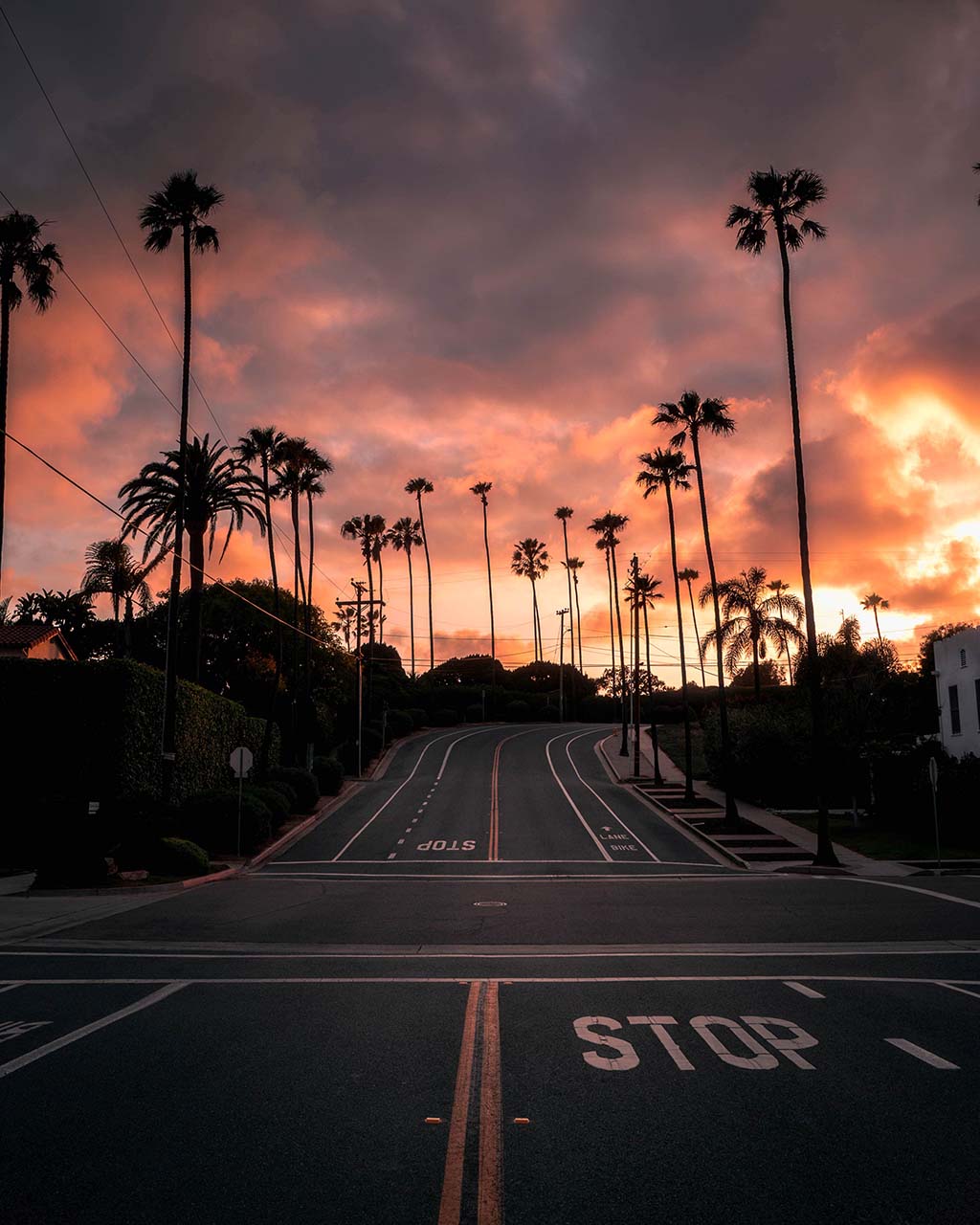 Sunset and palm trees