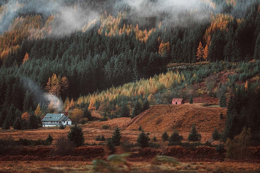 Forest of trees in the scottish highlands