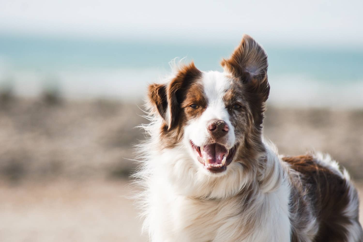 White and brown dog with one ear up